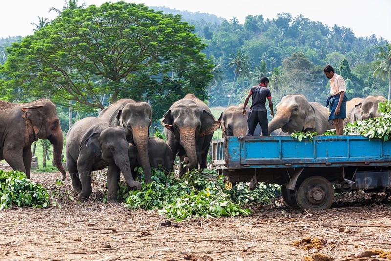 Asian elephant (Elephas maximus)