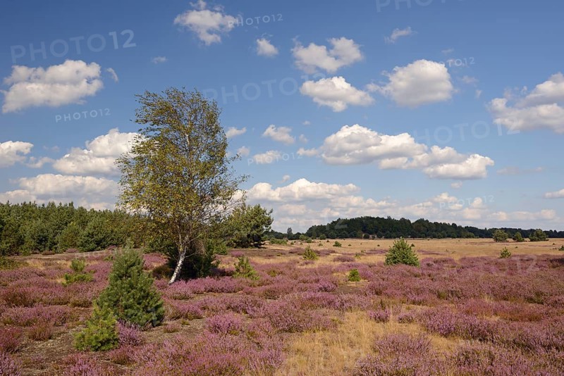 Open heath with birch (Betula sp.)
