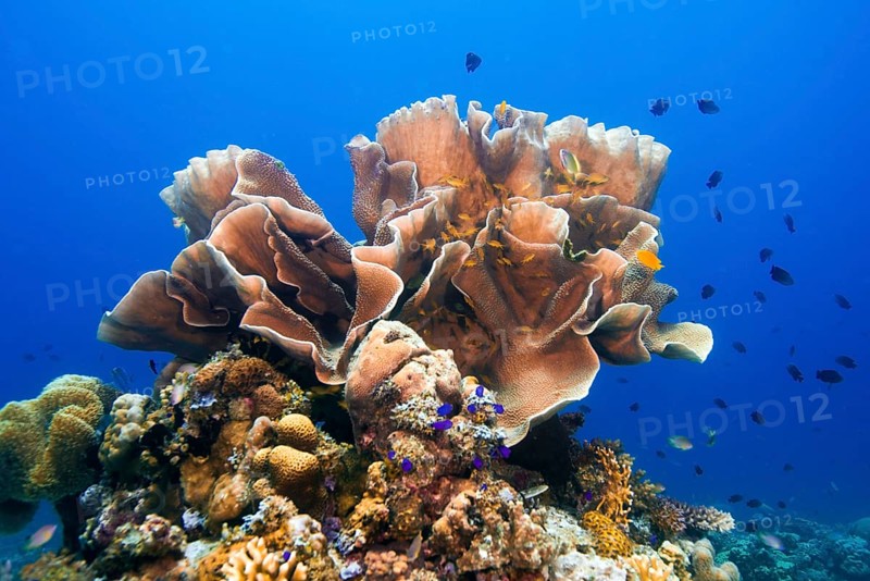 Solitary Montipora Coral (Montipora sp.)