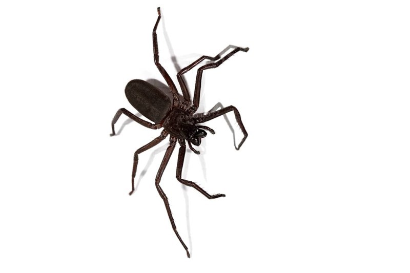 Australian Sac Spider (Cheiracanthium gilvum)