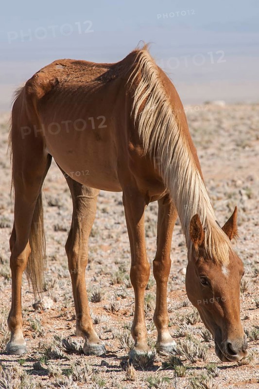 Wild horse in the Namib Desert