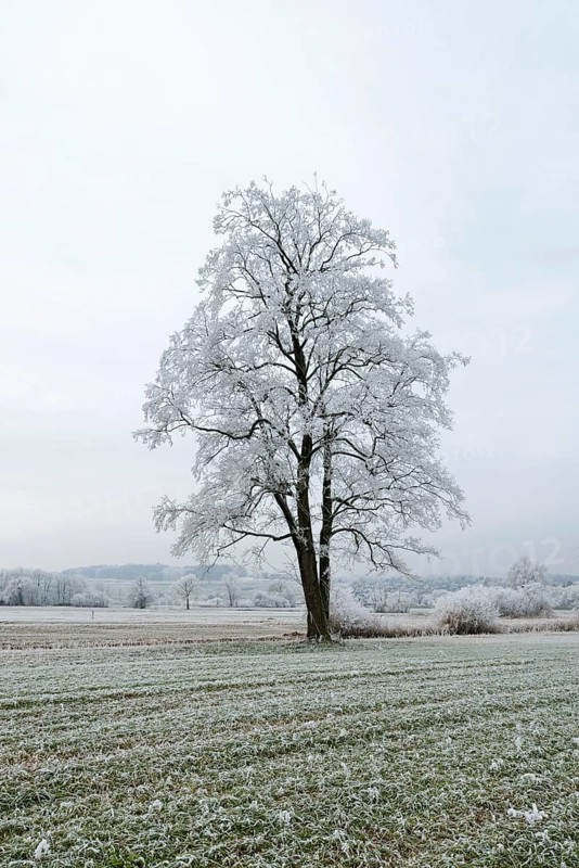 Black Alder (Alnus glutinosa) with hoarfrost