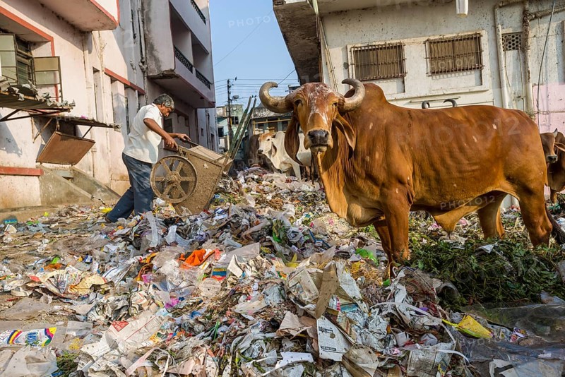 Cattle foraging in a heap of garbage