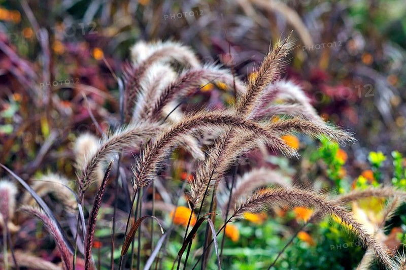 Fountain Grass (Pennisetum setaceum)