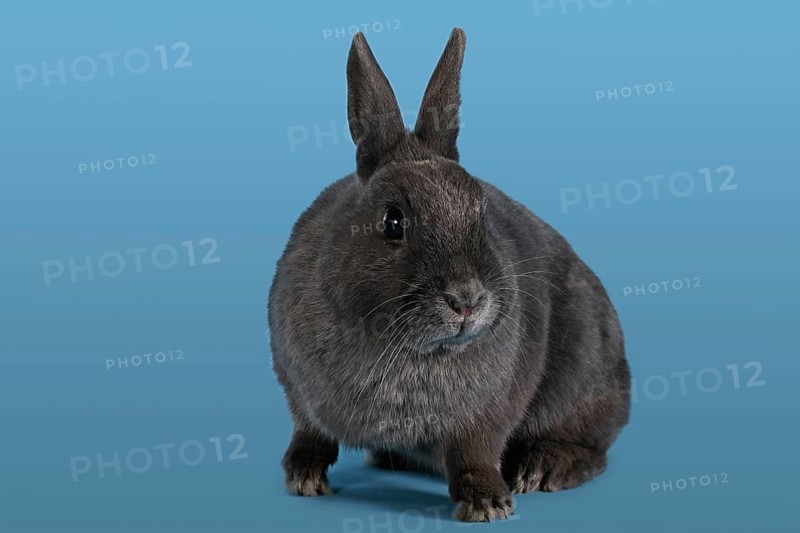 Blue Dwarf rabbit