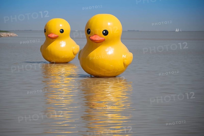 Rubber ducks on Lake Tai
