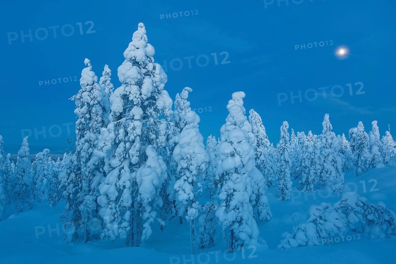 Finnish winter forest at twillight