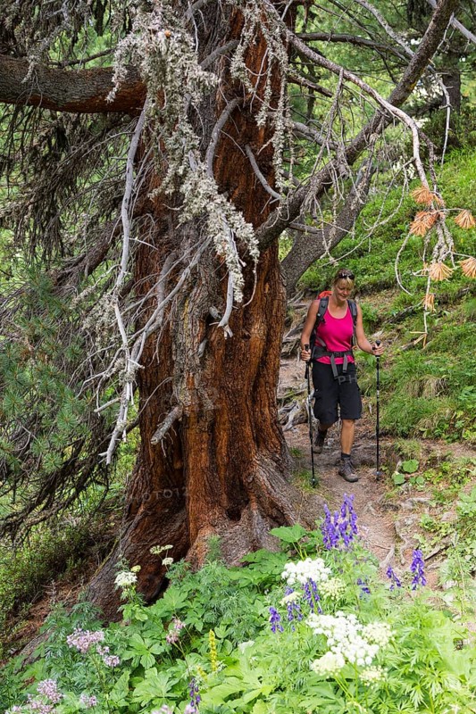 Woman hiking through the pine forest