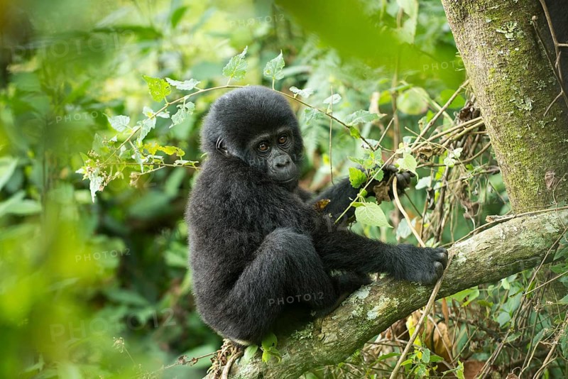 Mountain Gorilla (Gorilla beringei beringei)