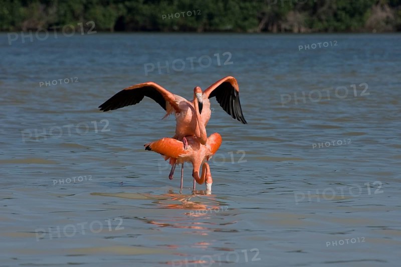 American flamingos (Phoenicopterus ruber)