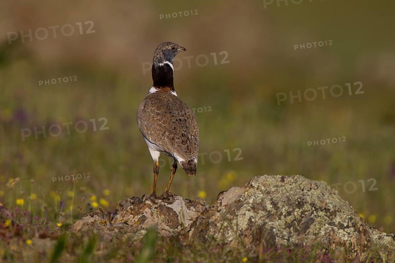 Little Bustard (Tetrax tetrax)