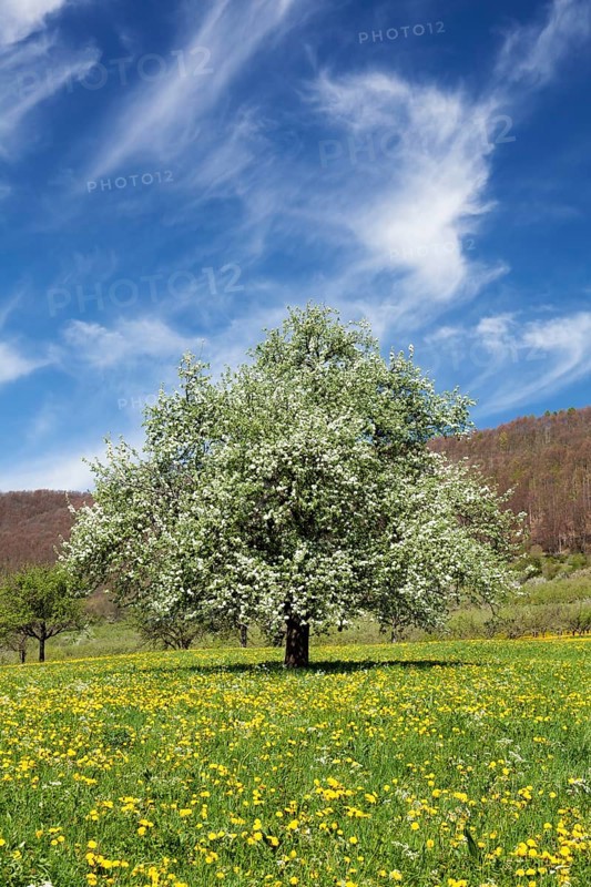 Fruit tree in blossom on a meadow in spring