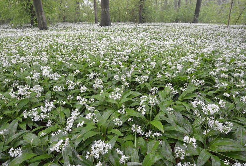 Flowering wild garlic (Allium ursinum) in spring forest