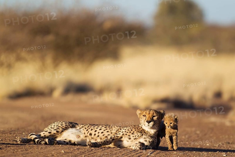 Cheetah (Acinonyx jubatus)