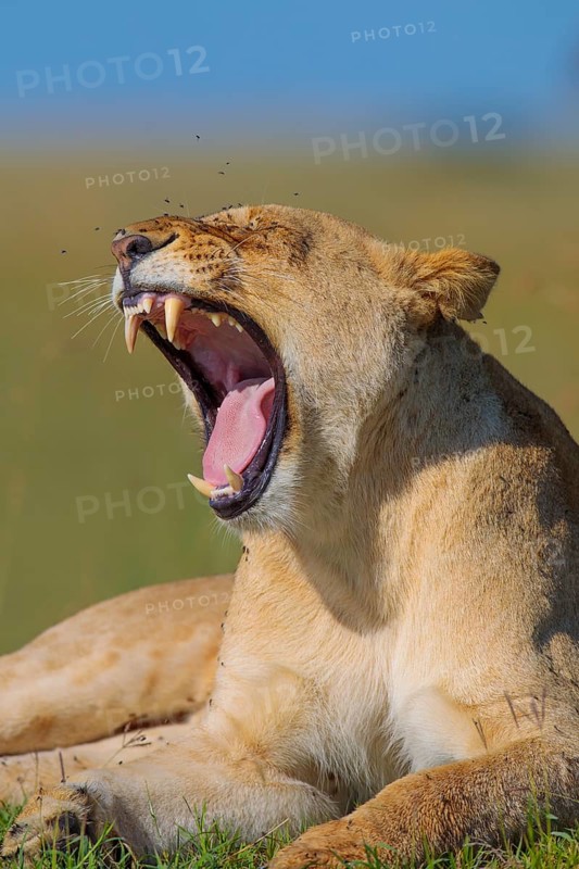 Lioness (Panthera leo) yawning