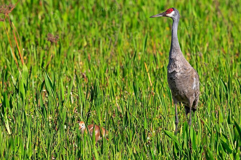 Sandhill Crane (Grus canadensis) with young