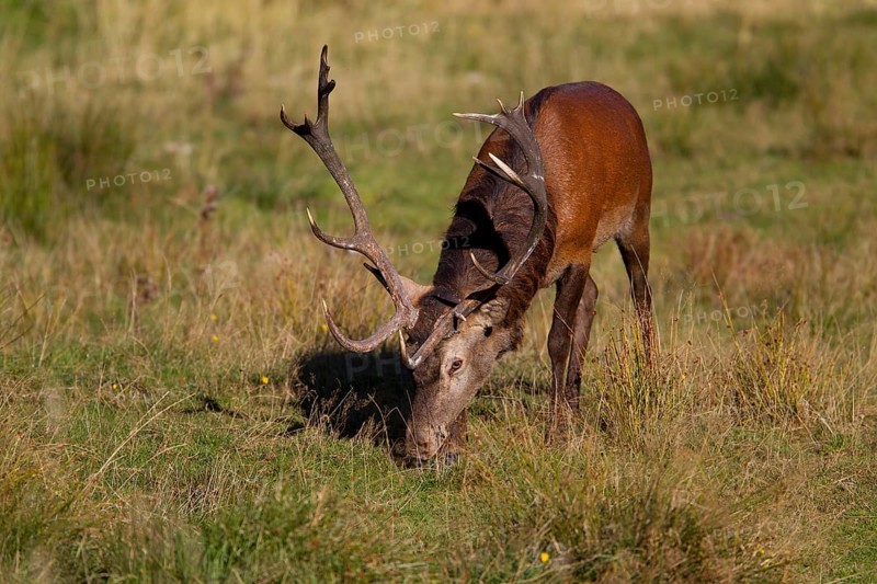 Red Deer (Cervus elaphus)