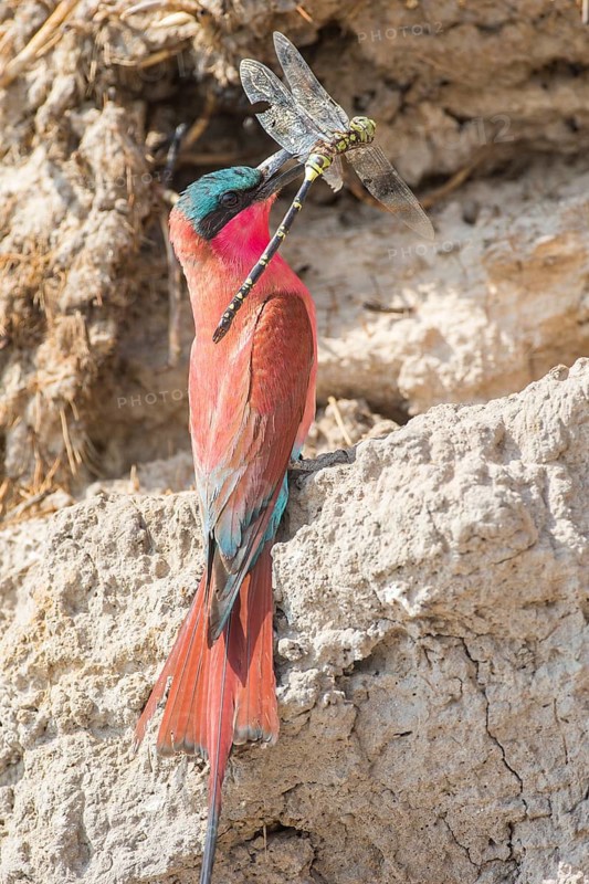 Northern Carmine Bee-eater (Merops nubicus)