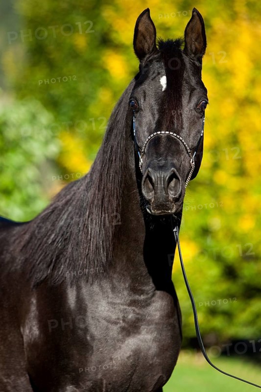 Arabian Thoroughbred Horse wearing a show halter