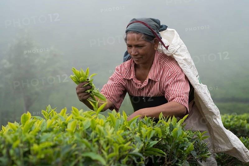 Tea picker at work