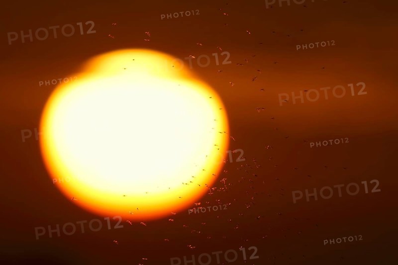 Swarm of mosquitoes in front of the sun