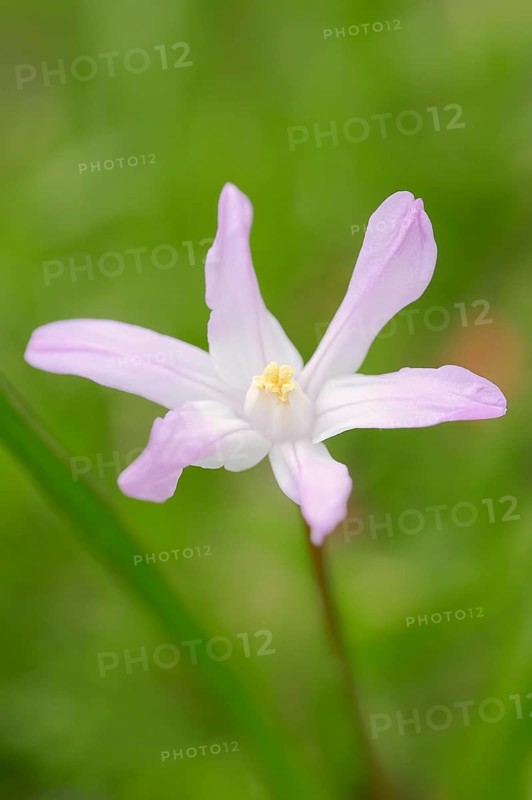 Lucile's Glory-of-the-snow (Chionodoxa luciliae)