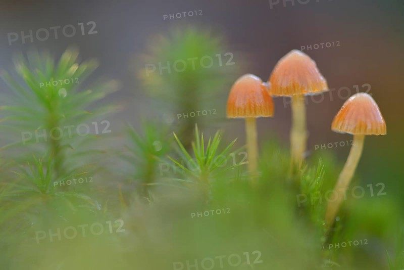 Fluffy-haired Conocybe (Conocybe digitalina)