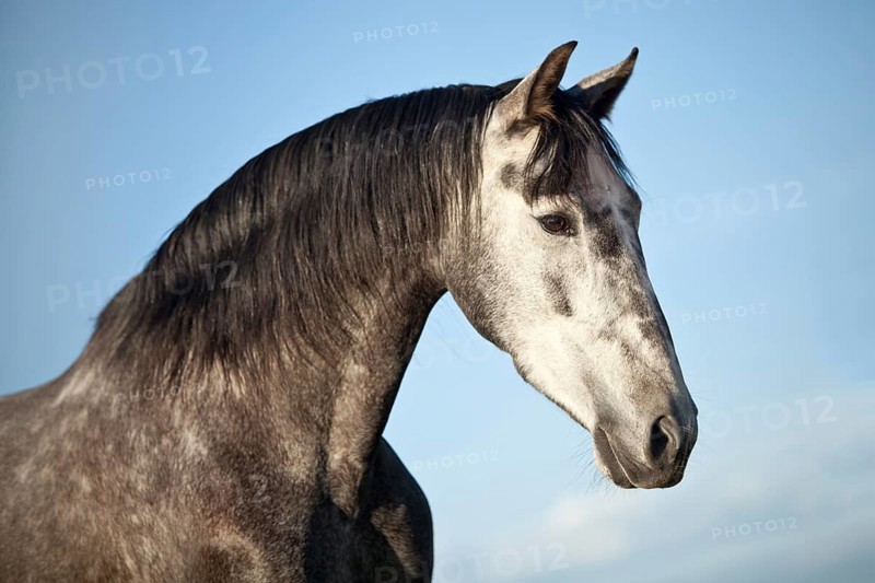 PRE gelding