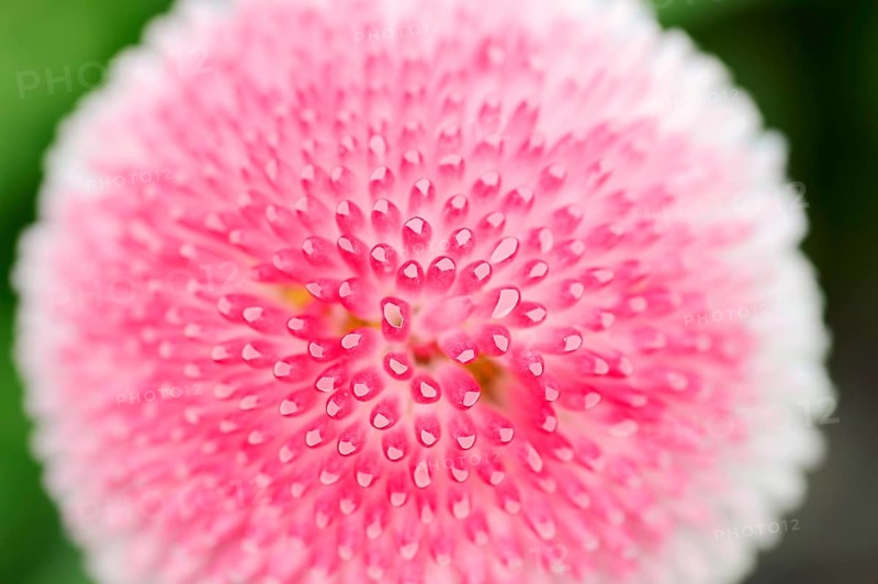 Lawn daisy (Bellis perennis)