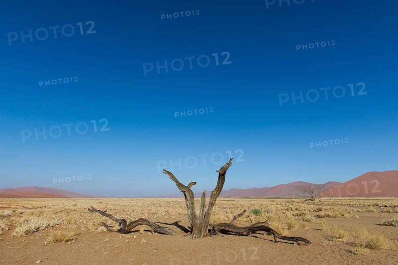 Dead tree in the Tsauchab Valley
