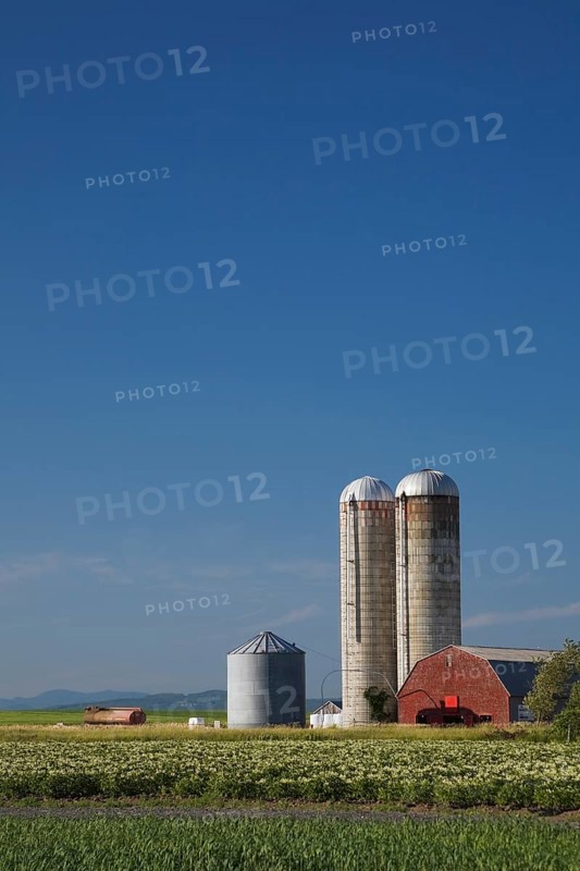 Barley and potato field with a farm building and two grain silos