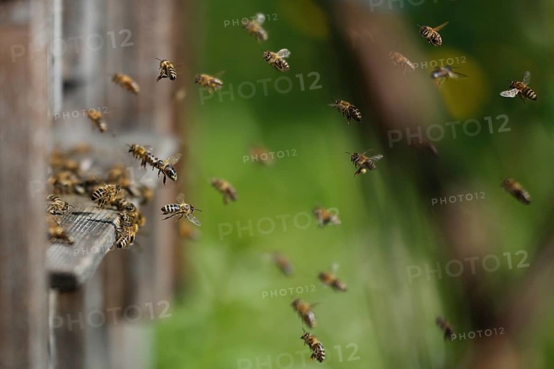 Honey Bees (Apis mellifera)