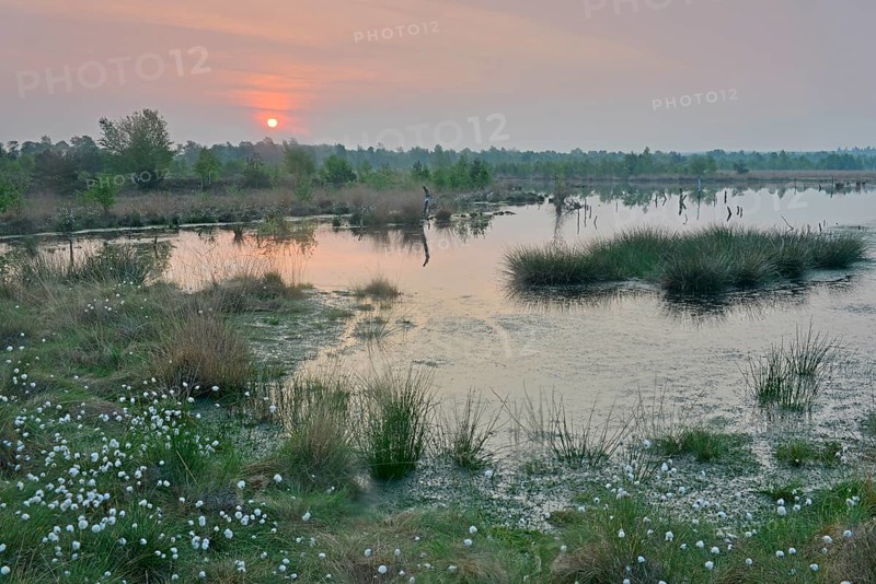 Sunrise in the Hahnenmoor nature reserve