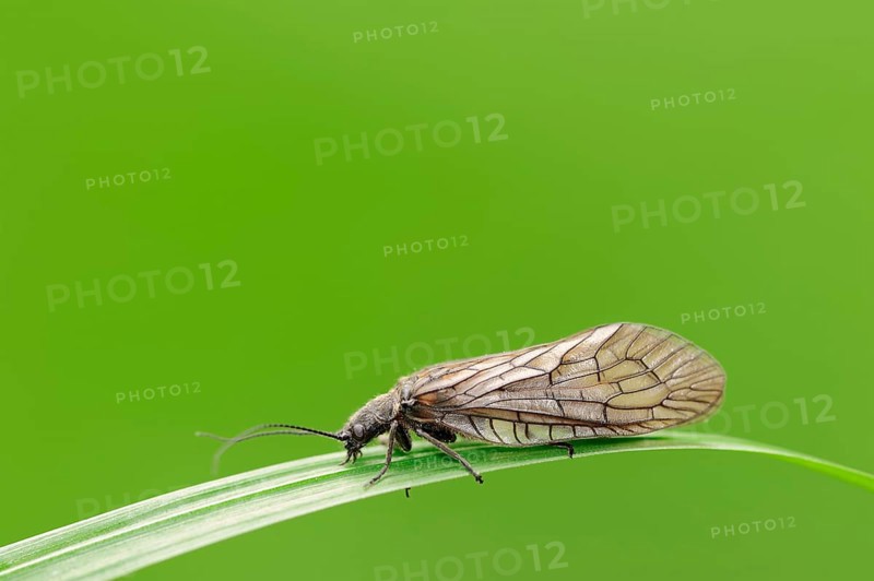 Alder Fly (Sialis lutaria)
