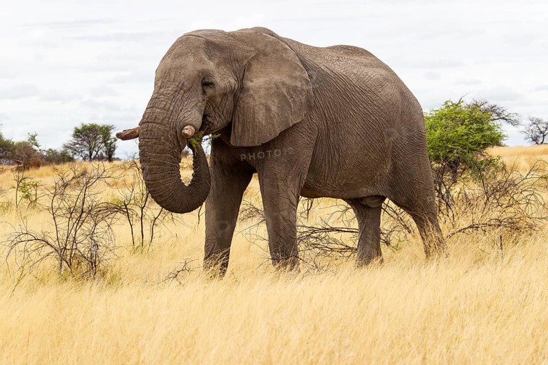 African Elephant (Loxodonta africana) feeding