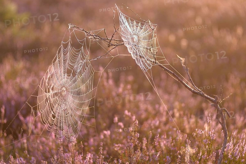 An orb-weaver spider web in heath