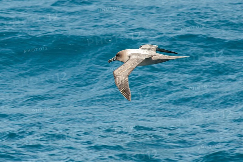 Sooty Albatross (Phoebetria fusca) in flight