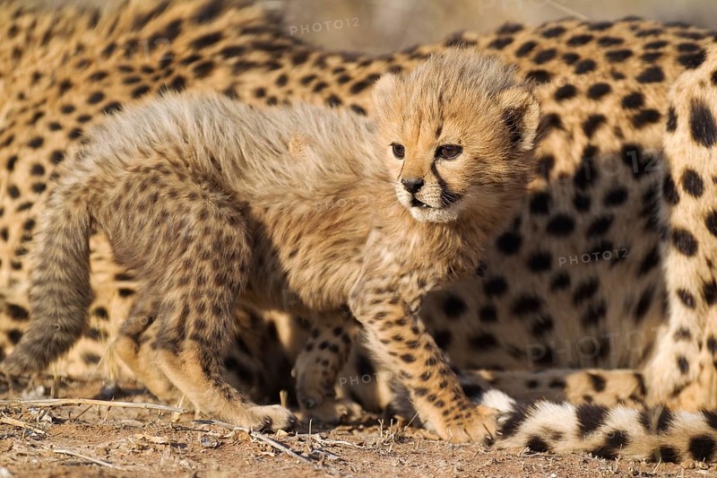 Cheetah (Acinonyx jubatus)