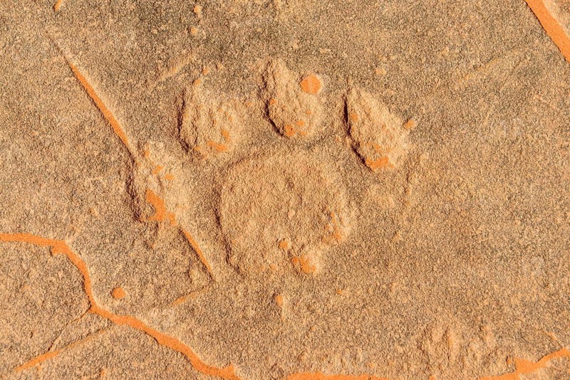Rock engraving of a lion track