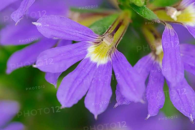 Fairy Fan-Flower or Common Fan-Flower (Scaevola aemula)