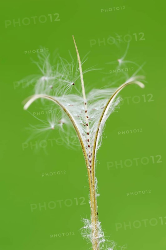 Smallflower Hairy Willowherb (Epilobium parviflorum)