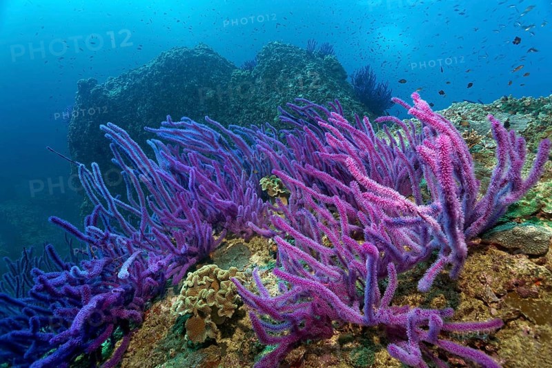 Red sea whips (Ellisella sp.) on a coral reef