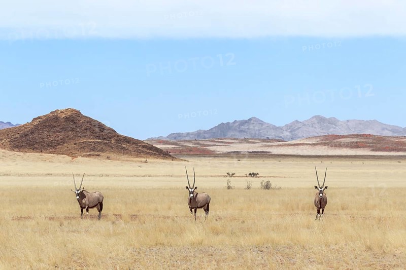 Three Gemsboks (Oryx gazella) standing in grassland