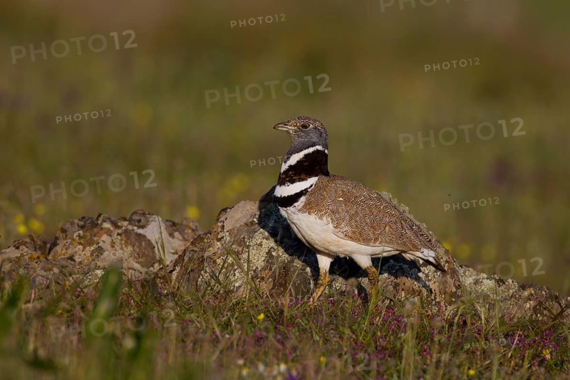 Little Bustard (Tetrax tetrax)