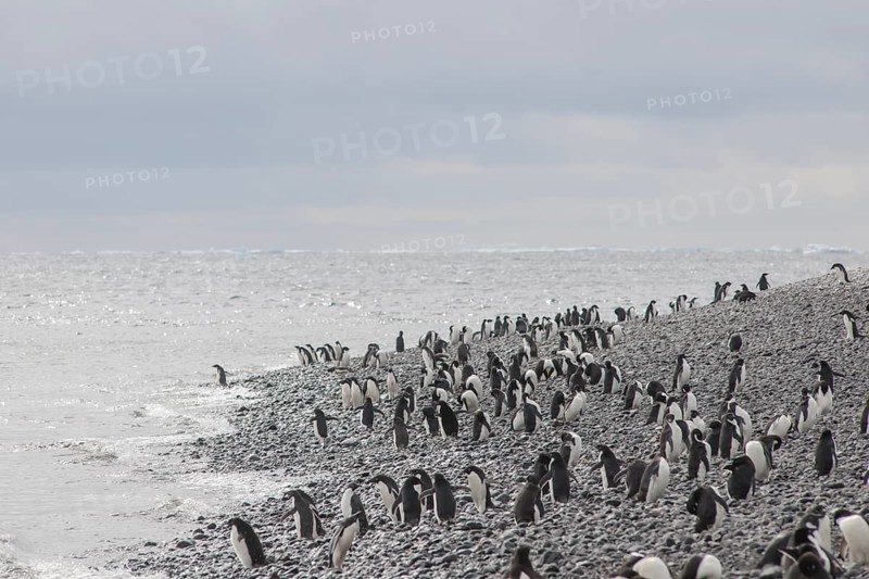 Adelie Penguins (Pygoscelis adeliae)