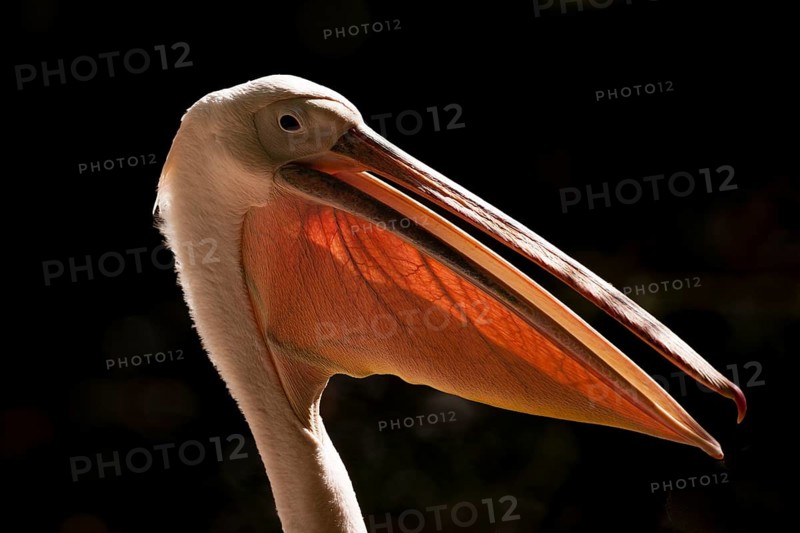 Great White Pelican (Pelecanus onocrotalus)