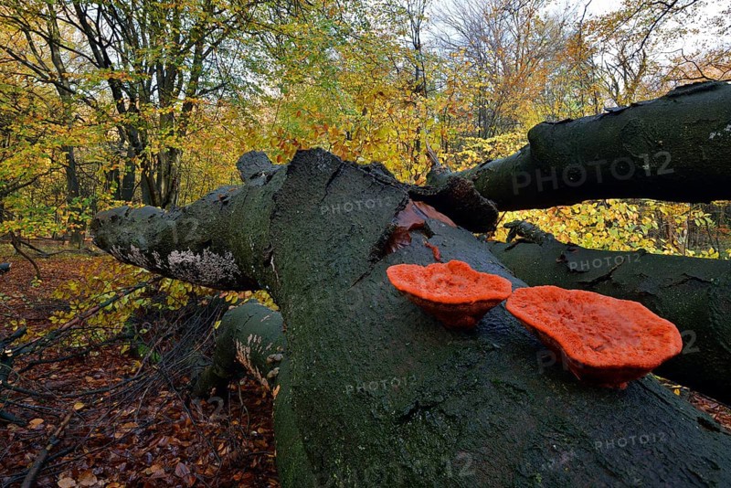 Cinnabar Polypore or Red Polypore (Pycnoporus cinnabarinus)