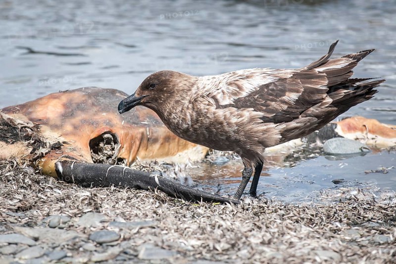 South Polar Skua (Stercorarius maccormicki) feeding on the carcass of an Antarctic Fur Seal (Arctocephalus gazella)