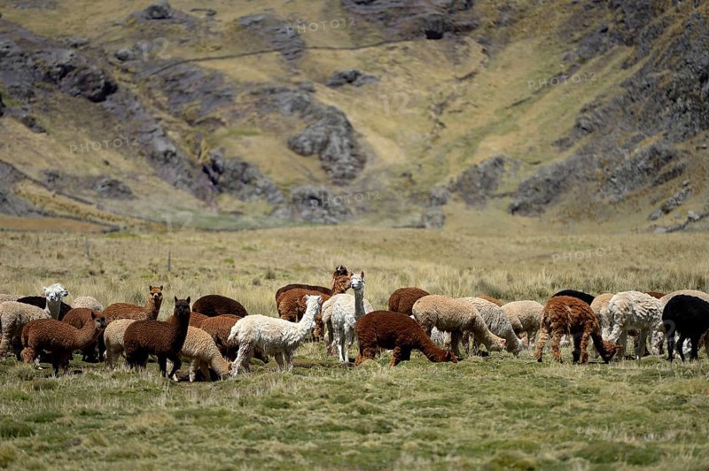Llama herd on a high pasture in the Andes