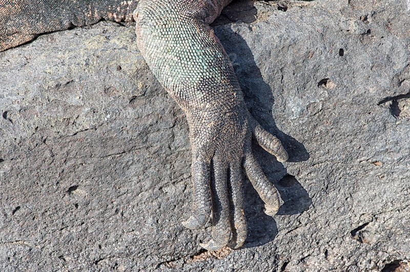 Sea Iguana or Galapagos Marine Iguana (Amblyrhynchus cristatus hassi)